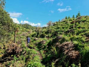 Making Okere Falls even better