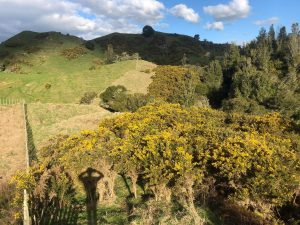 2019-clearing of the gorse