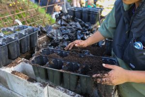 Filling Seed Pots