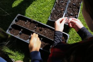 Planting Native Seeds