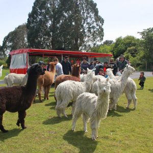 Rotorua Activities Farm Tour