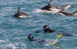 Swimming with dolphins Kaikoura