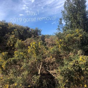 Gorse removal Day one